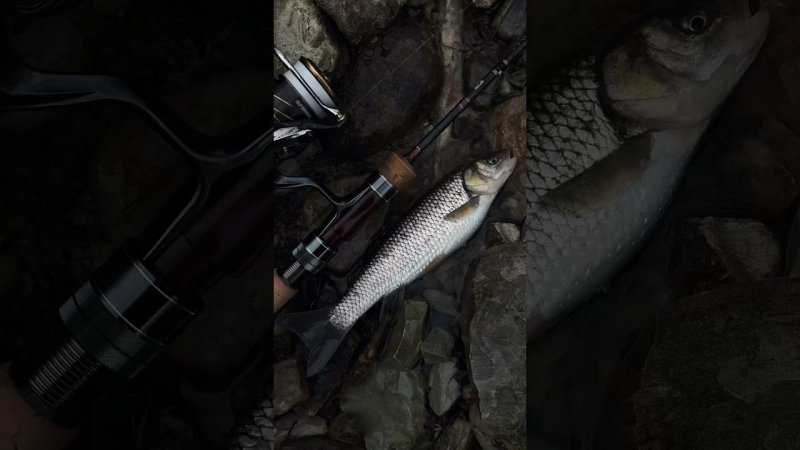 Зимний голавлик на арийную удочку Norstream Troutist 662SUL #fishing #рыбалка #streamfishing