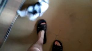 Японский Хин Аки