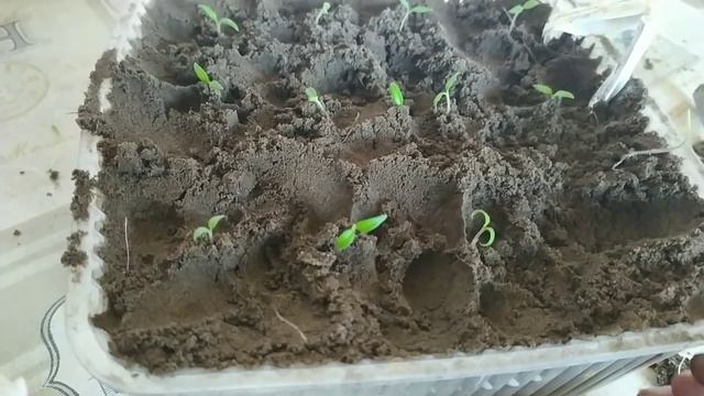 Пикирую томаты и петунию. смотреть онлайн