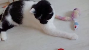 Прогулки с котами. ЧТО НАДО БРАТЬ С СОБОЙ НА ПЕРВУЮ ПРОГУЛКУ НА ПОВОДКЕ советы для кошек и их хозяе