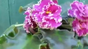 Сенполия фиалка Dn Кира