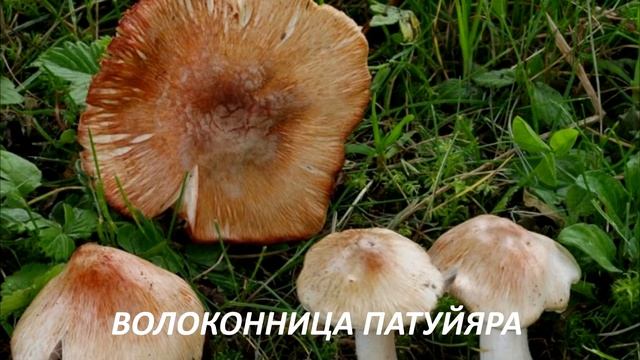 Съедобные и несъедобные грибы для детей