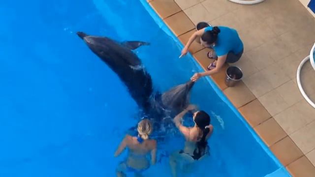 Delfini Rusalki смотреть онлайн