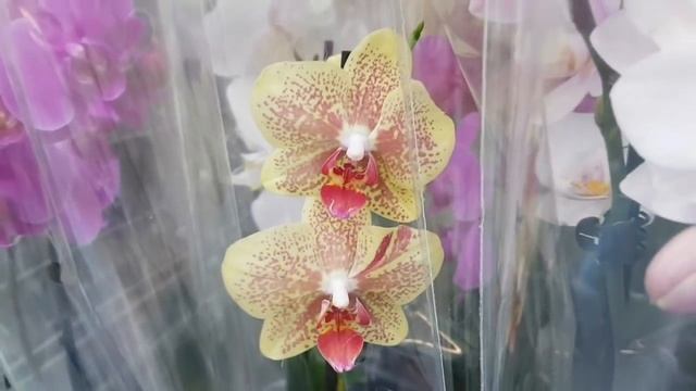 Новые ОРХИДЕИ фаленопсис камбрия мильтония LEROY MERLIN ЛЕРУА МЕРЛЕН орхидея Orchid ORCHIDS смотреть онлайн