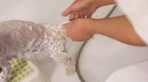 Инструкция по использованию шампуня для собак с белой шерстью коллекции SUPER WHITE