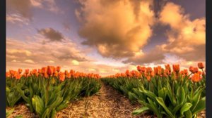 Я хочу исполнить волю Твою