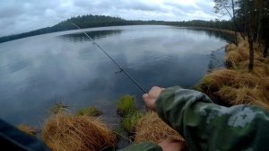 Ловля окуня на лесном озере Луково