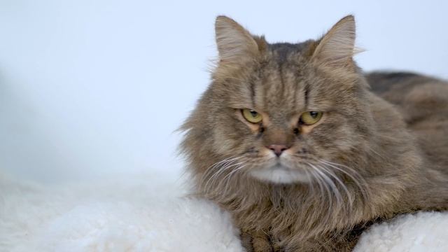 Гид по породам - СИБИРСКАЯ КОШКА смотреть онлайн