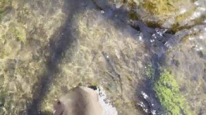 TROUT Fishing with NEW Spinner Technology (BIG TROUT!)