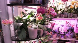 ОРХИДЕИ. ИНТЕРЕСНЫЕ НАБЛЮДЕНИЯ, опять с ЦВЕТОНОСАМИ... в результате чего?