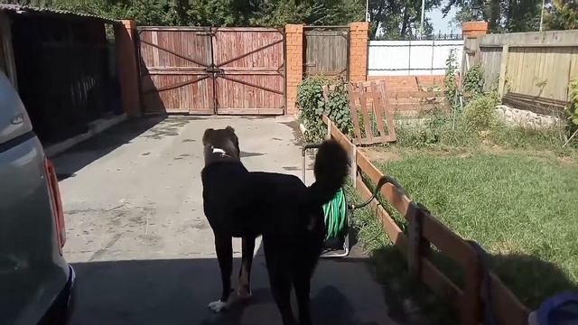 Агат сын Алана 1 г.2 месяца. смотреть онлайн