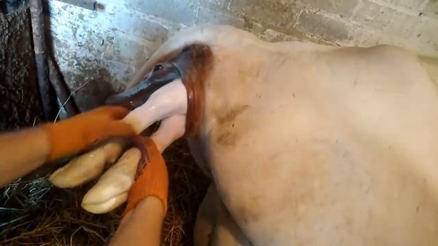 Отел коровы 2019// От начала до конца смотреть онлайн