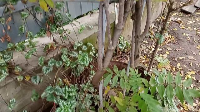 Глициния или Вистерия - (Wisteria - Glycine) 1ч. смотреть онлайн