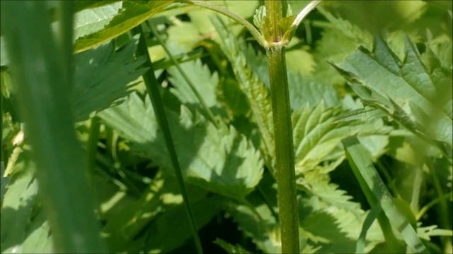 Микромир насекомых (insect microcosm) смотреть онлайн