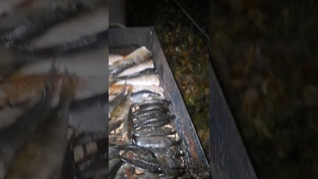 Щука.Холодное копчение.0кунь-горячее копчение. Как я это делаю.