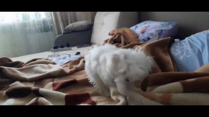 Наш питомец. Мальтийская болонка. Кличка Оскар!!!