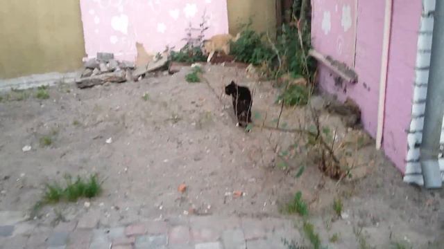 " Кто ворует корм у кота ? 3 " ))) смотреть онлайн