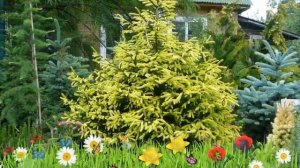 Ель восточная Ауреа (aurea) ? Обзор: посадка и уход. крупномеры ели Ауреа: описание и особенности
