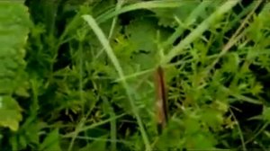 Бархатница дриада, сатир дриада, миноида дриада