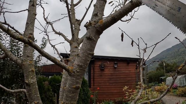 Обрезка черешни осенью. смотреть онлайн