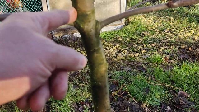 Как я вырастил яблоню из семечка. Яблоня от семечка до дерева.