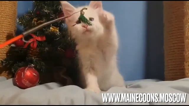 Белый солид с голубыми глазами, котенок мальчик мейн-кун