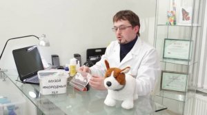 Видеоурок Ответственное отношение к животным (возрастная группа 7-10 лет)