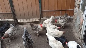 КУРЫ, УТКИ, ВЫГОДНО ЛИ ПОДСОБНОЕ ХОЗЯЙСТВО?