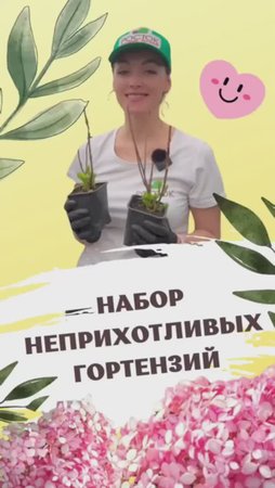 Гортензии для Урала морозостойкие #питомникросток #саженцы #питомникрастений