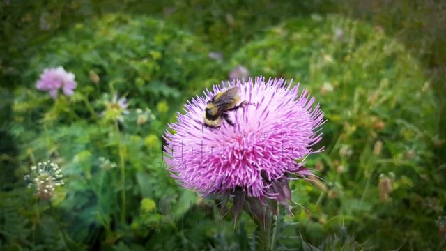 Пожелание Боссу! Wish to the Boss!