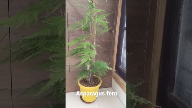 asparagus fern/ plumosa fern #plant #youtubevideo#Asparagus plant#