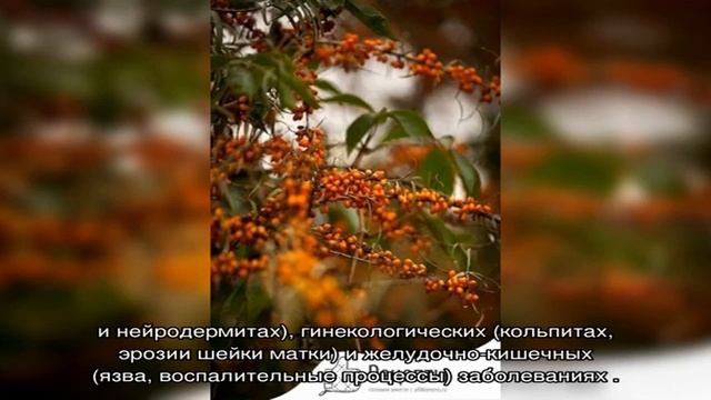 Чем полезна облепиха