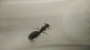 Распаковка посылки с муравьями | ужасное зрелище | campanotus fallax муравьиная ферма