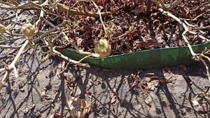 Азалия в саду после зимы .