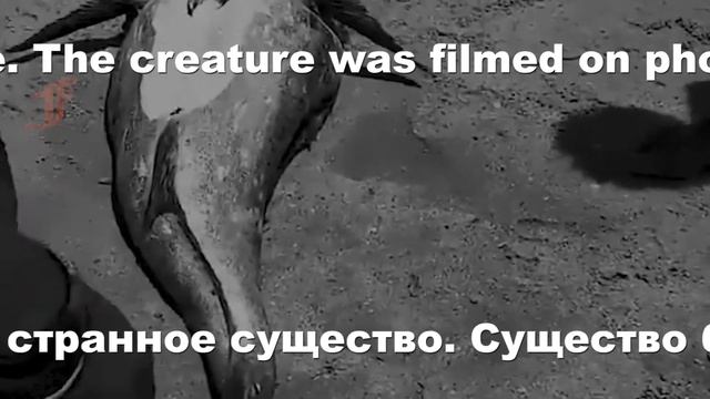 Странный инцидент произошел в южной Африке Как выглядят ангелы смотреть онлайн