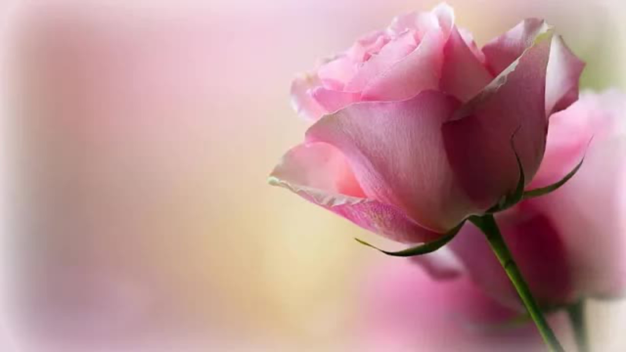 Softer Scent Of Rose (Regards To Gary Brooker/J.S. Bach)