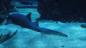 Почему ни одна акула и не подумает заплывать в Чёрное море