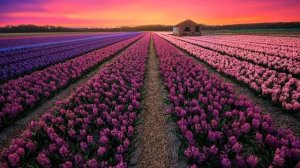 Лучшее Сборник КРАСИВОЙ музыки для души и Цветы!!!Невероятно красивая мелодия !! Сказочно волшебная