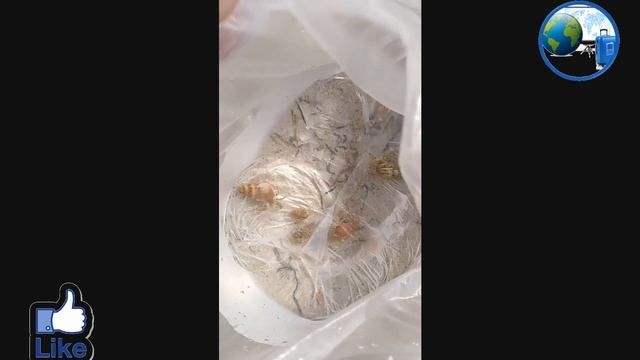 Железный Порт Курорт морские жители в Черном море смотреть онлайн