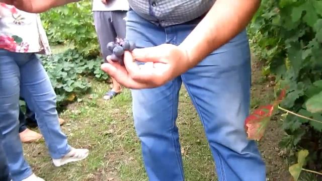 ??Виноградник Рудакова С. Выставка винограда в г. Пинске,  ⭐2018 г. Виноград Беларуси.
