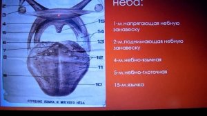 СЛЮННЫЕ ЖЕЛЕЗЫ. ТВЕРДОЕ И МЯГКОЕ НЕБО. ГЛОТКА.