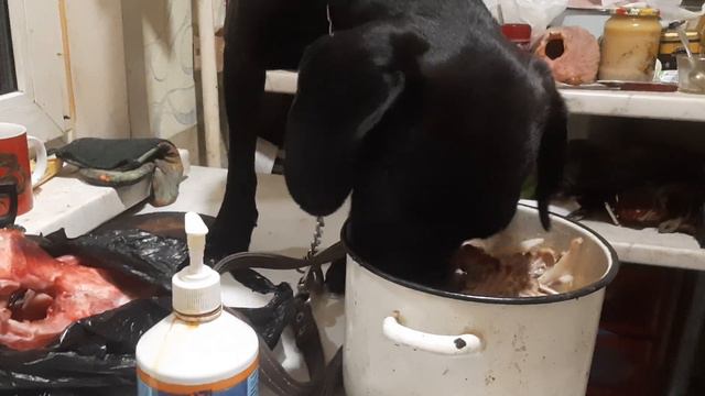 Одной Левой кто палец откусил Chibo или Rey Рыбий Жир Caniglo Был Пес Моя Жизнь Кино Музей Пса смотреть онлайн