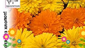 Календула гибридная Новый Стиль. Краткий обзор, описание характеристик calendula officinalis
