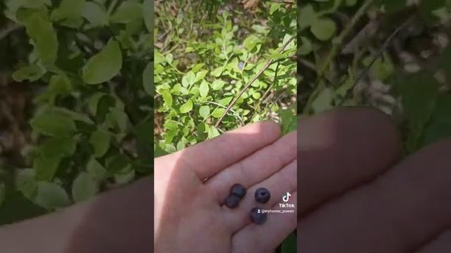 Лес,природа,грибы,ягоды. смотреть онлайн