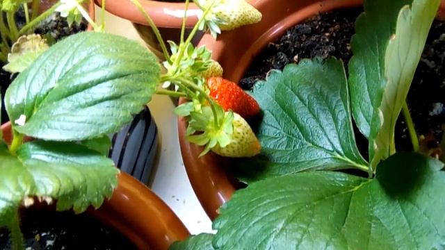 Выращивание дома ремонтантная клубника земляника Strawberry на окне 15.06.18. Много цвета.