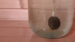 Карп кои в аквариуме отметали икру. Мальки. месяц от роду.