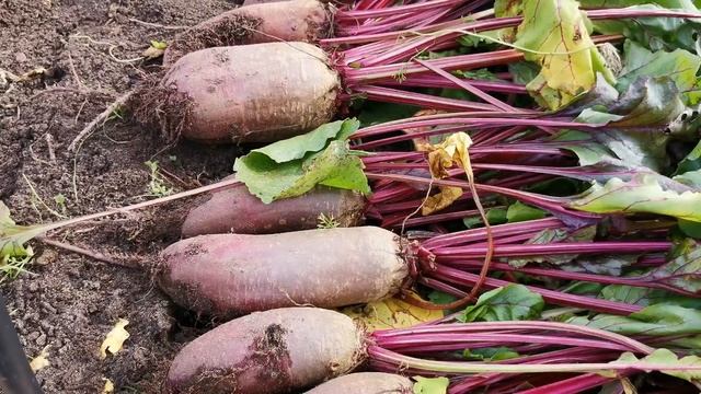 Убираю морковь, свёклу, капусту. Урожайный сорта и гибриды. смотреть онлайн