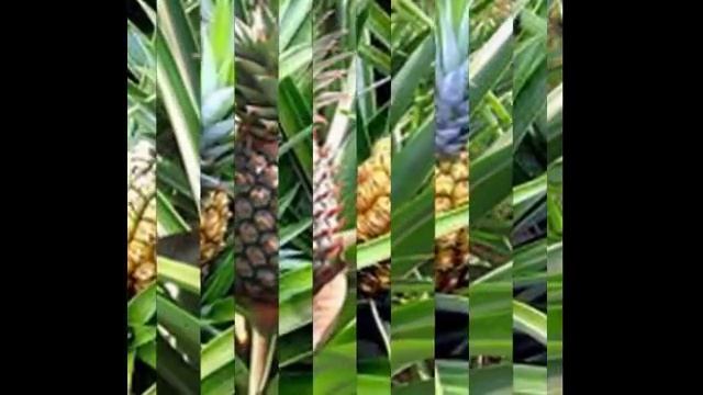 Любимые цветы и растения-Ананас посевной смотреть онлайн