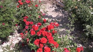 роза сорта  Скарлет Боника ,Штрандперле Амрум , питомник роз полины козловой rozarium.biz