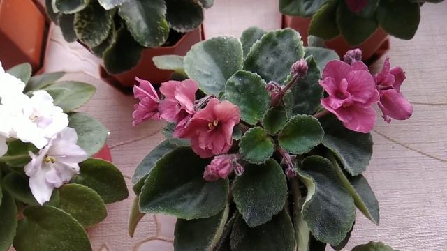 ФІАЛКИ Огляд сортів МІІНІ та ПОЛУМІНІ Сонячний ранок! Miniviolets